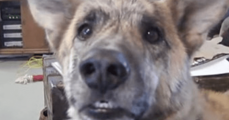 Apparently, This Is The Best Dog Video Ever Made